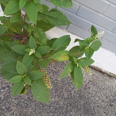 Phytolacca americana
