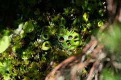 Solorina saccata