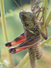Melanoplus sanguinipes