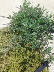 Chenopodium betaceum