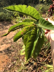 Doliocarpus