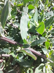 Chenopodium betaceum