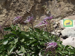 Capparidastrum petiolare