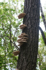 Pleurotus pulmonarius
