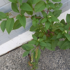 Phytolacca americana