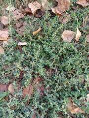 Polygonum arenastrum