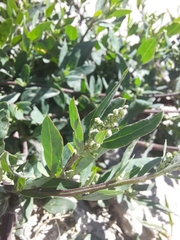 Chenopodium betaceum