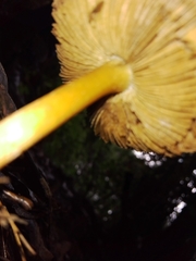 Xeromphalina cauticinalis