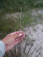 Sporobolus rigidus magnus