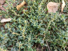 Polygonum arenastrum