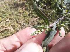 Chenopodium betaceum