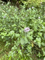 Mentha arvensis