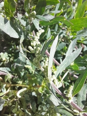 Chenopodium betaceum