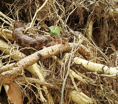 Nerodia sipedon pleuralis