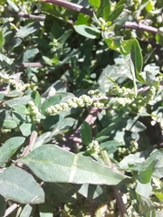 Chenopodium betaceum