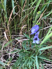 Aconitum napellus