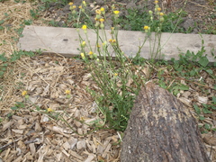 Cichorieae