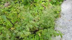 Galium