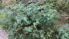 Rubus idaeus
