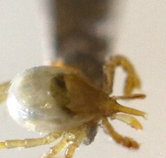Ixodes holocyclus