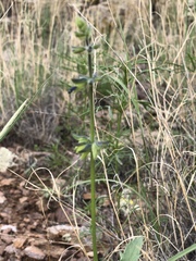 Salvia subincisa