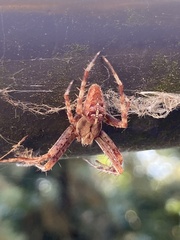 Araneus
