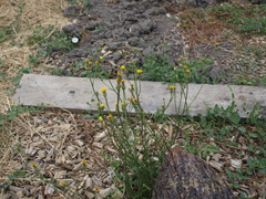 Cichorieae