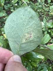 Leucanthiza dircella
