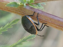 Chlorochroa