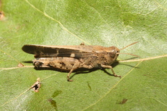 Aiolopus strepens
