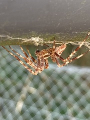 Araneus