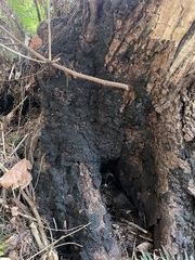 Kretzschmaria deusta