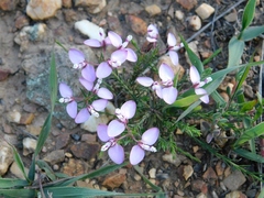 Polygala umbellata