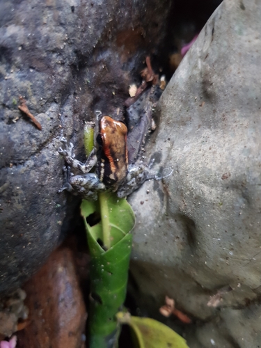Los Tayos Rocket Frog