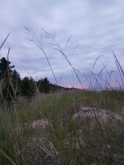 Sporobolus rigidus magnus