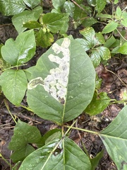 Cameraria guttifinitella