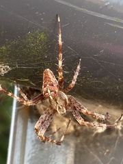 Araneus