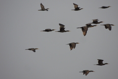 Phalacrocorax fuscicollis
