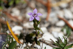 Gentianella germanica