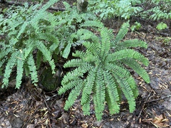 Adiantum pedatum