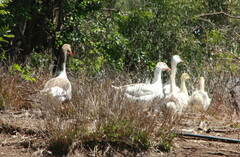 Anser anser domesticus