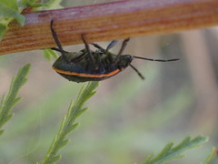 Chlorochroa