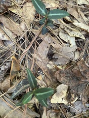 Chimaphila maculata