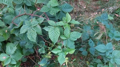 Rubus idaeus