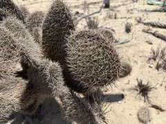 Opuntia pycnantha
