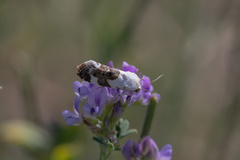 Acontia lucida