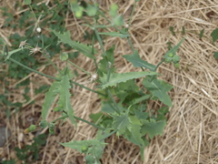Sonchus oleraceus