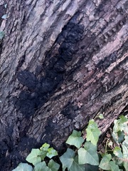 Kretzschmaria deusta