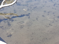 Salvelinus fontinalis