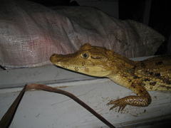 Caiman